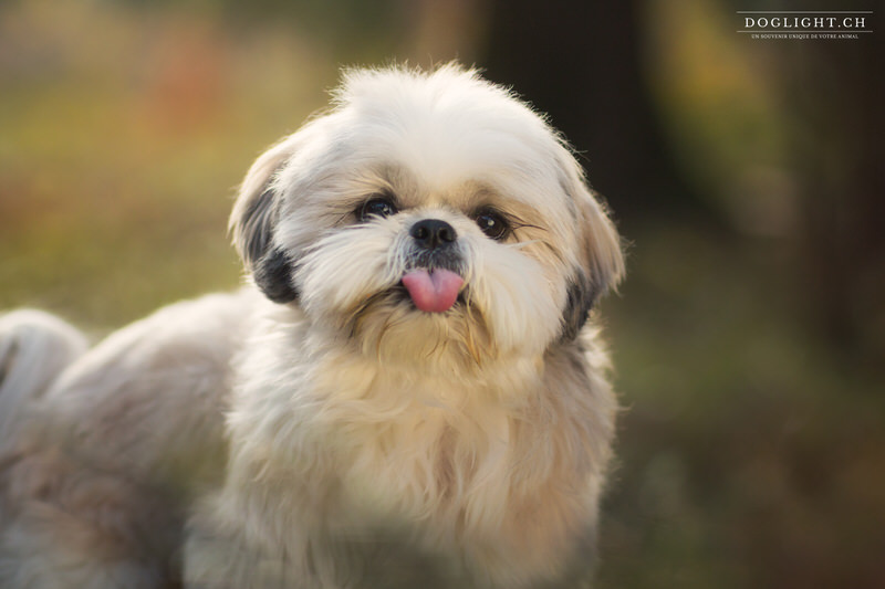 Portrait Shih Tzu gros plan