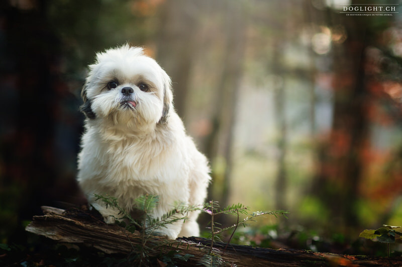 Portrait Shih Tzu en forêt à côté de Lausanne