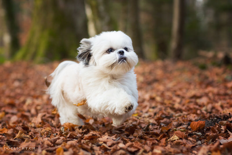 Shih Tzu qui court