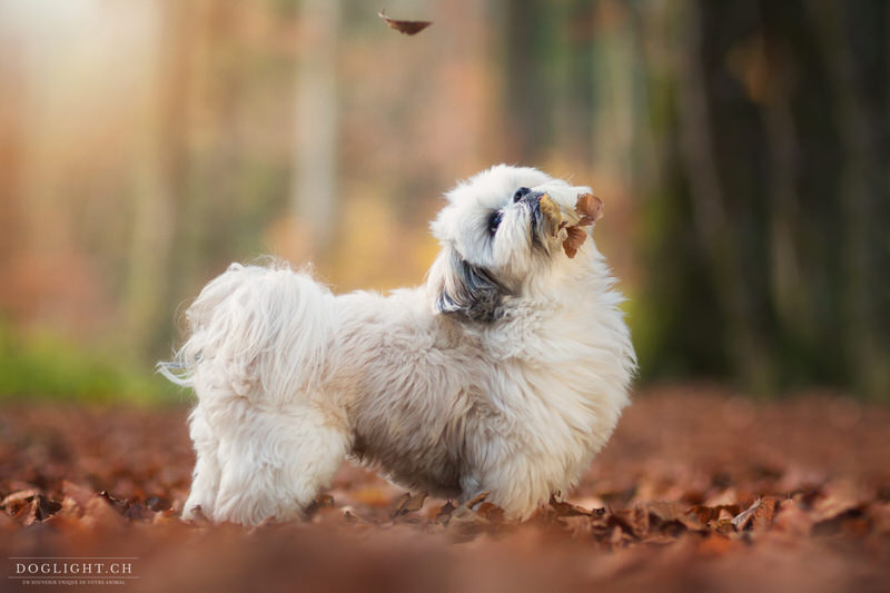 Shih Tzu dans les feuilles d'automne