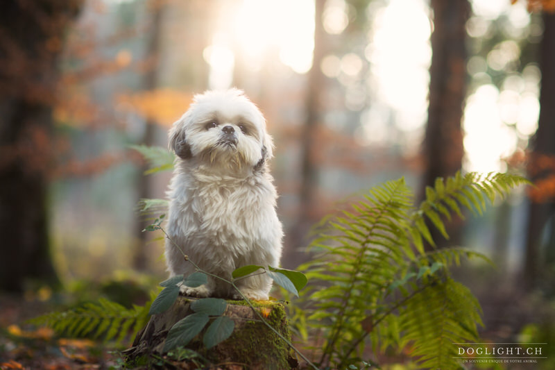 Magnifique Shih Tzu modèle shooting photo Suisse