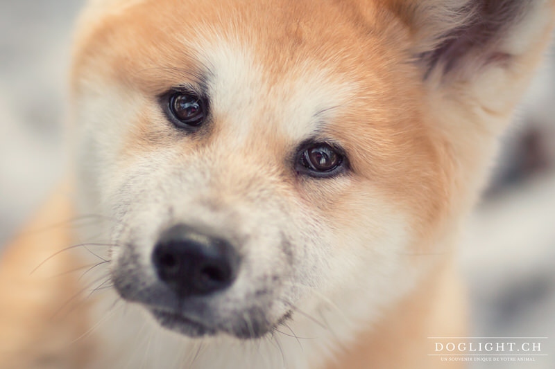 Portrait Akita Inu regard 