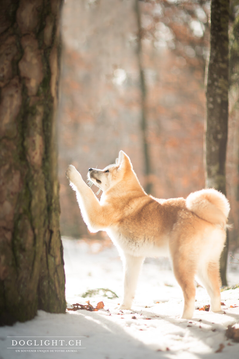 Akita Inu donne la patte