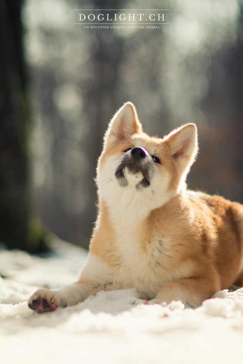 Akita Inu couché dans la neige