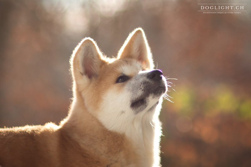 Portrait Akita Inu brun doré soleil