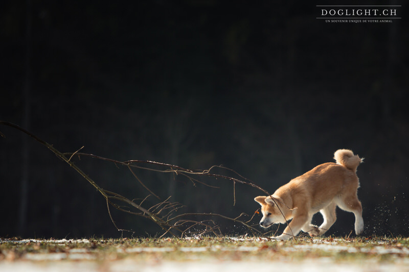 Akita Inu qui joue avec une branche