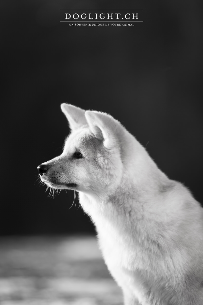 Portrait noir et blanc Akita Inu