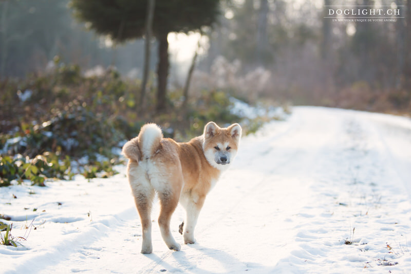 Akita Inu dans la neige