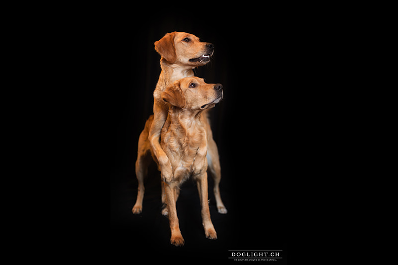 Photo De Studio Avec Deux Chiens Golden Retriever Sur Fond