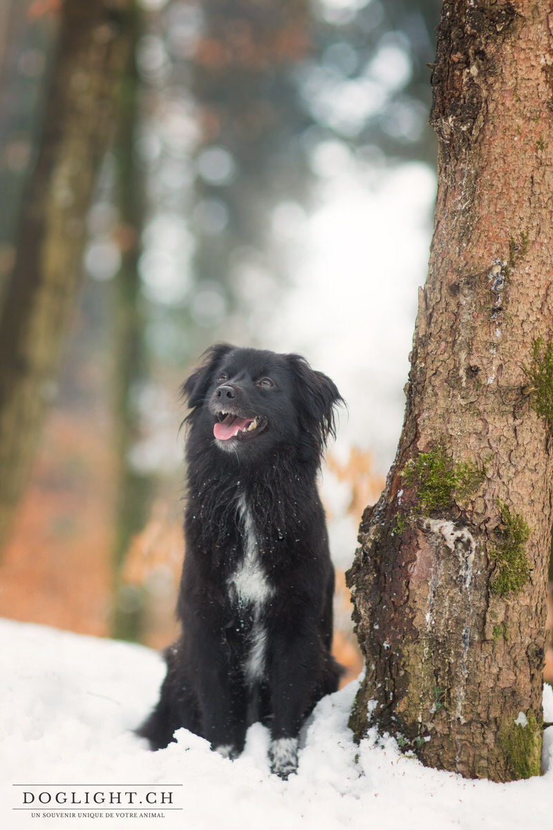 Pyrénée face rasée noir portrait photo forêt Lyss