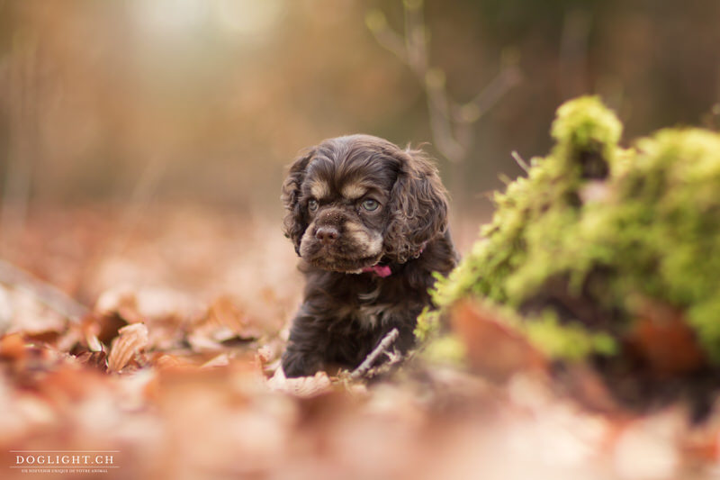 Chiot cocker brun aux yeux bleu