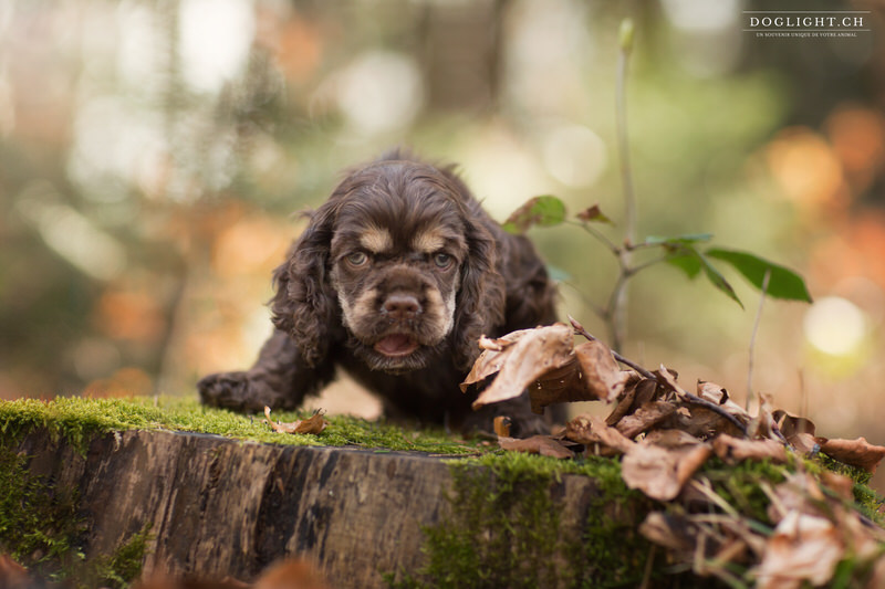 Chiot cocker dans les feuilles sur un arbre