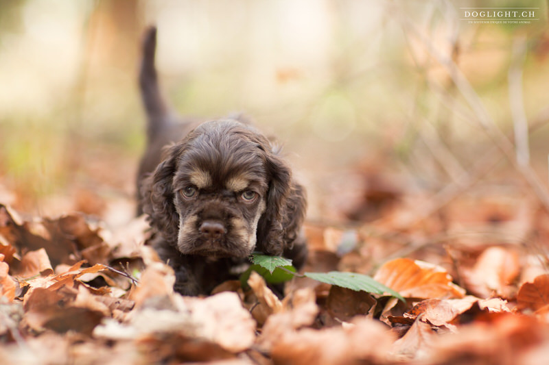 Chiot cocker dans les feuilles