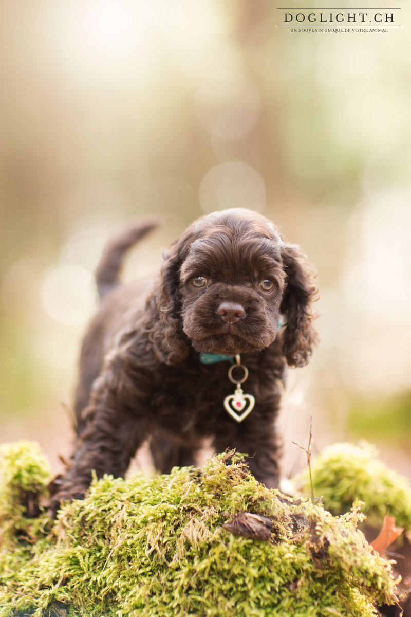 Petite femelle chiot cocker chocolat