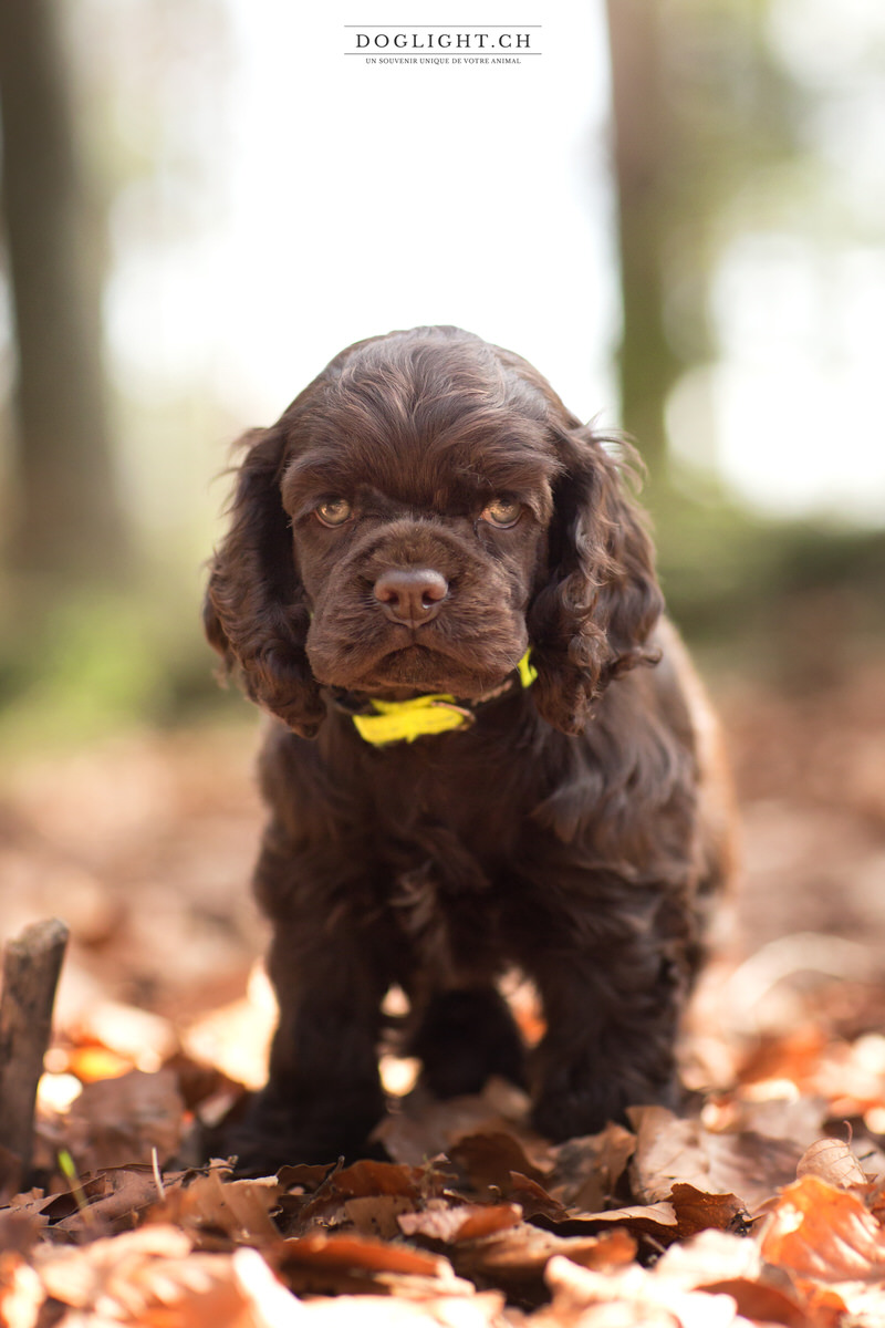 Portrait chiot cocker chocolat brun