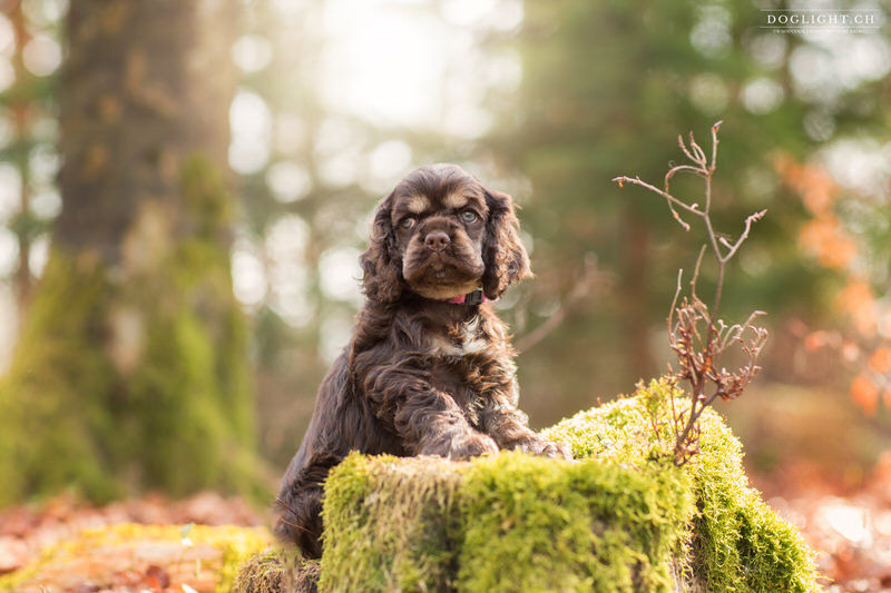 Photographie chiot cocker dans la forêt de Fribourg