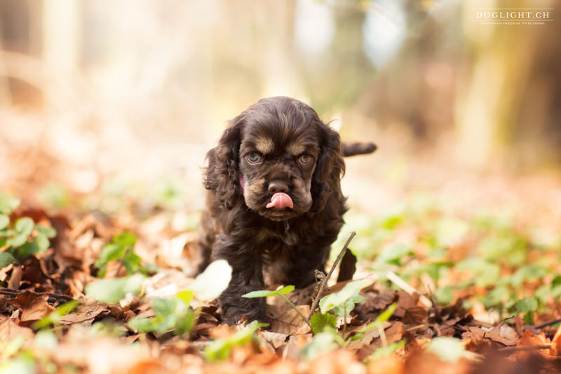 Chiot cocker brun qui tire la langue