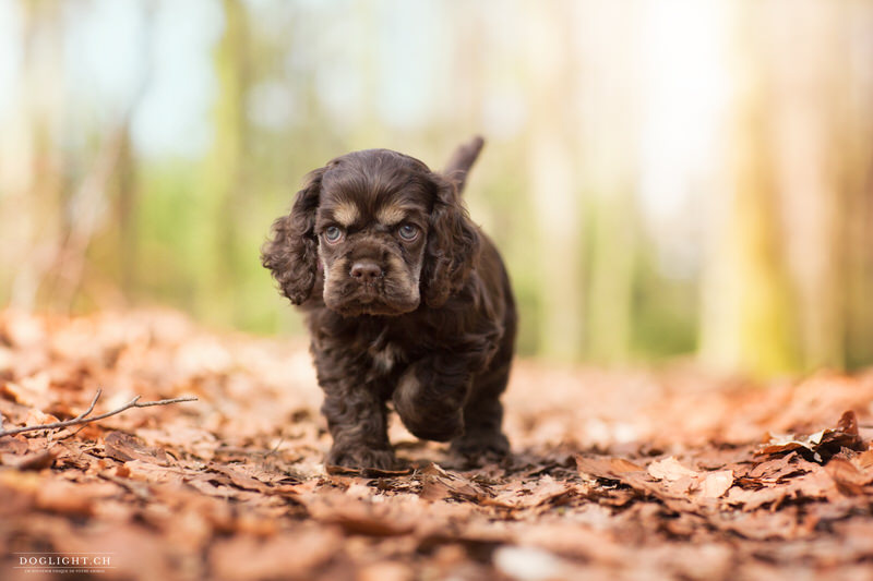 Chiot cocker qui vient vers nous