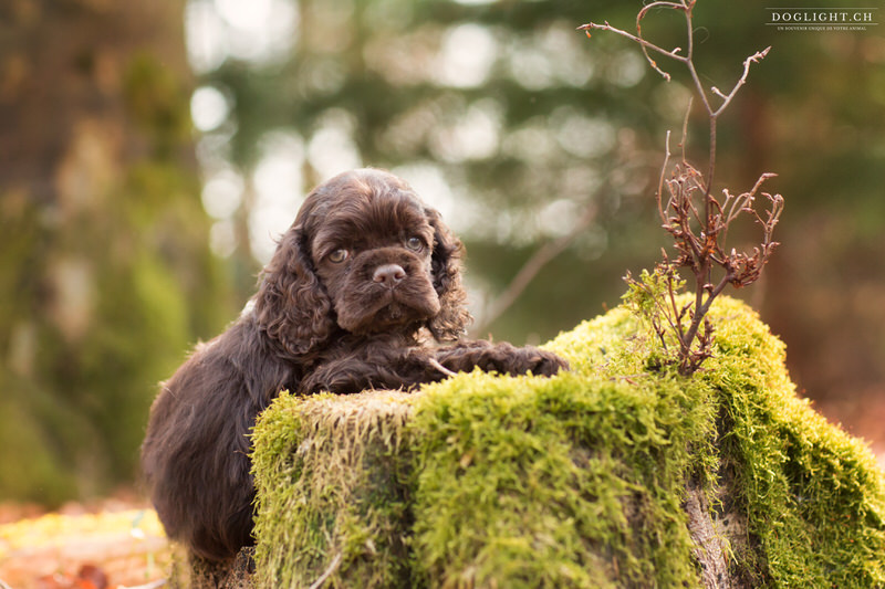 Chiot cocker sur un tronc d'arbre à la forêt de Fribourg