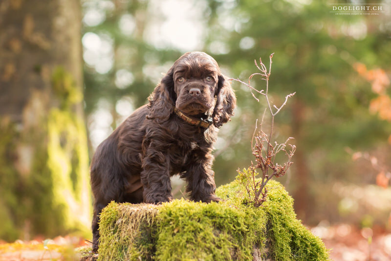 Chiot cocker en forêt