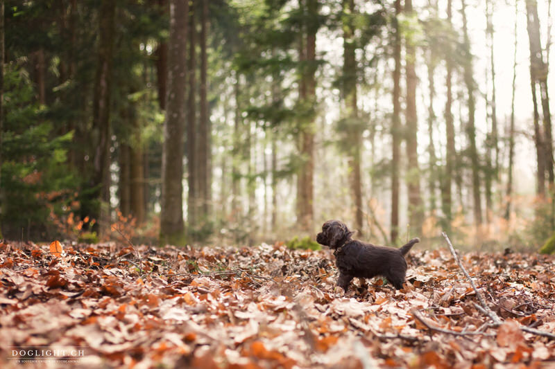 Chiot cocker à la découverte du monde