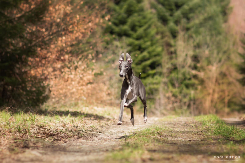 Whippet photographie