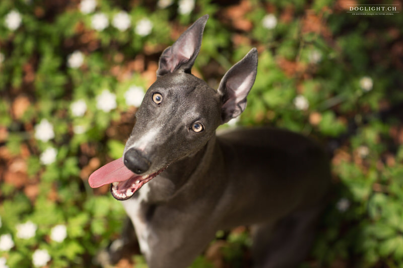 Portrait lévrier whippet gris bleu