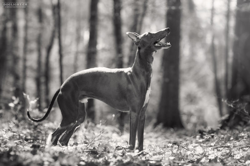 Lévrier whippet noir et blanc