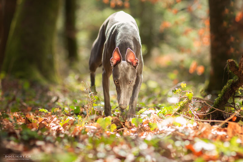 Lévrier whippet portrait