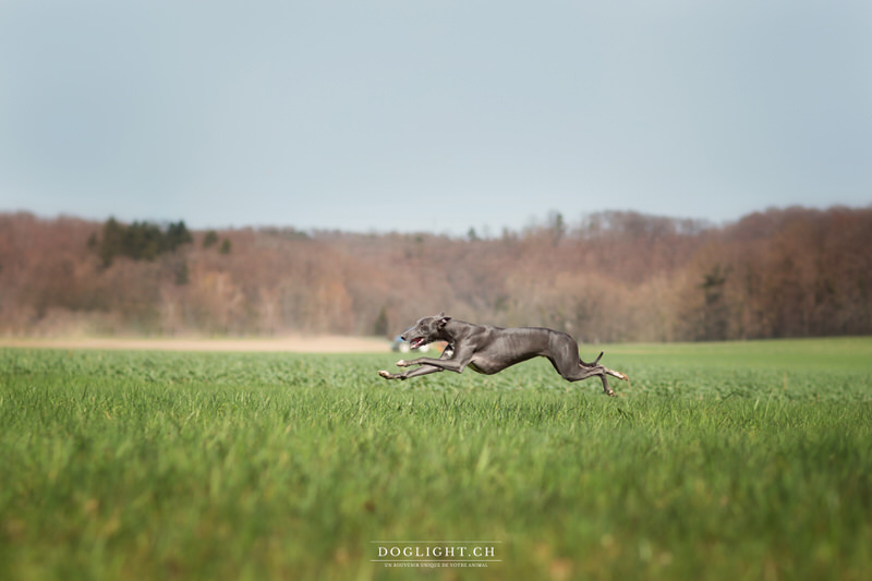 Lévrier whippet en pleine course