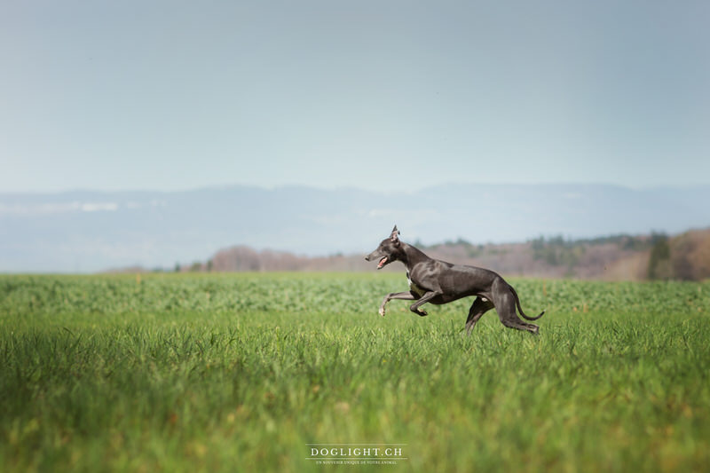 Whippet course