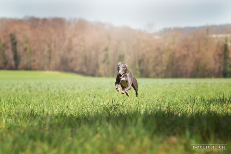 Whippet qui court