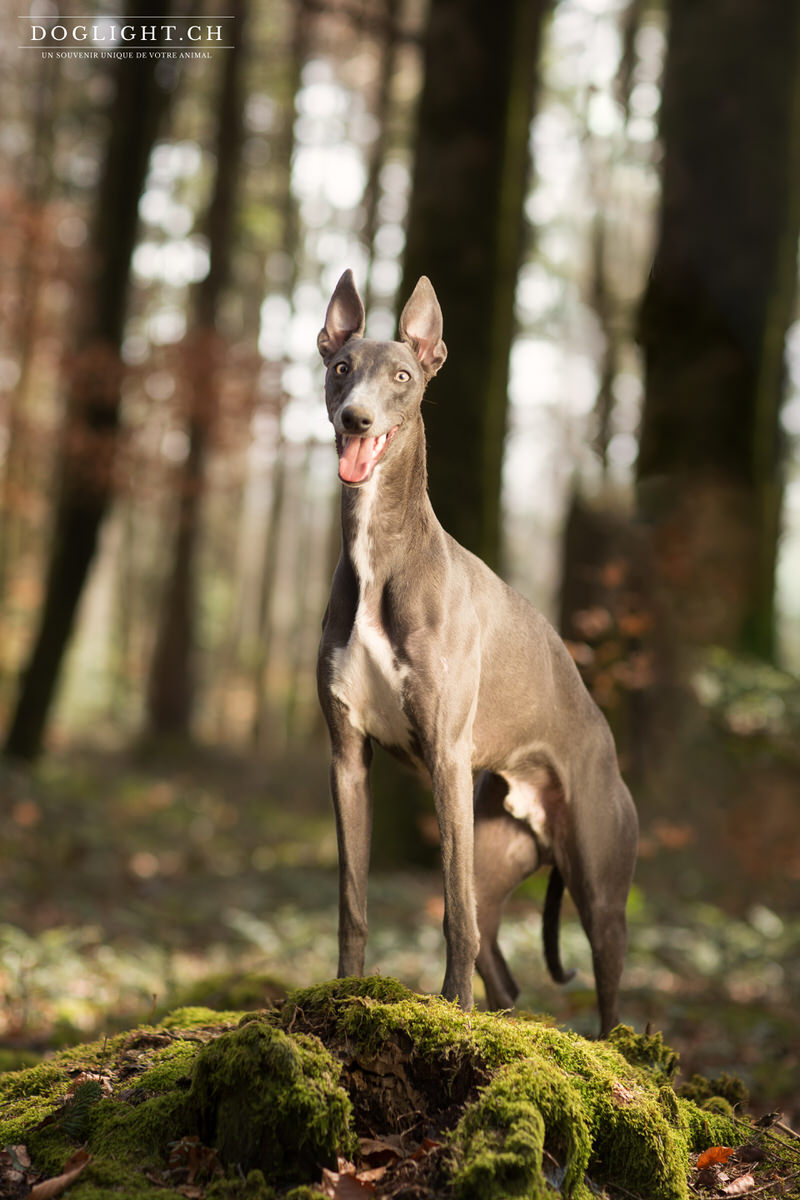 Portait lévrier whippet photographe