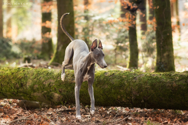 Whippet qui saute