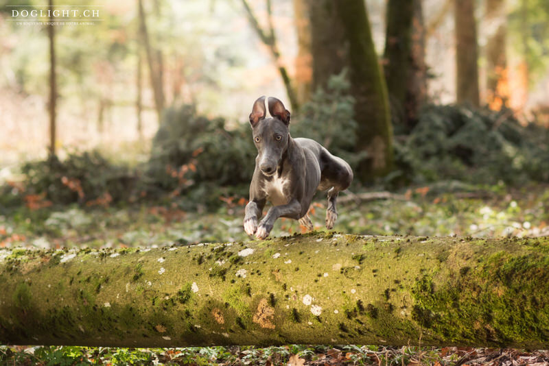 Lévrier whippet bleu