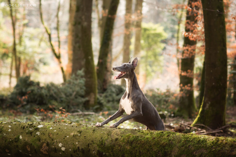 Whippet bleu en forêt Genève