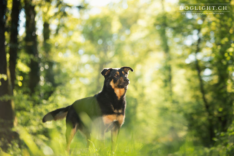 Photographie croisé beauceron