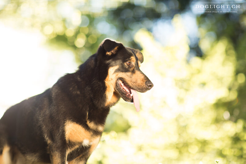 Portrait chien beauceron