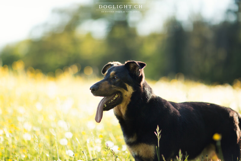 Beauceron photographie