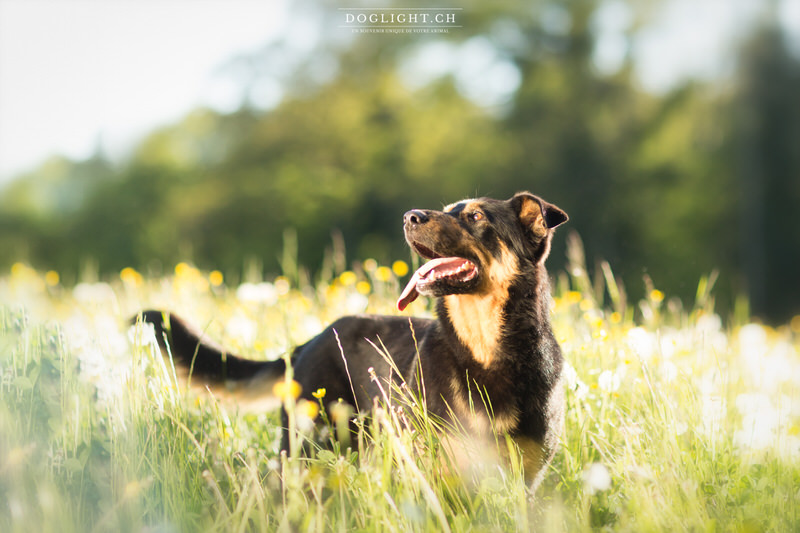 Beauceron dans les fleurs portrait