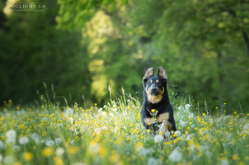 Chien Beauceron court dans les fleurs