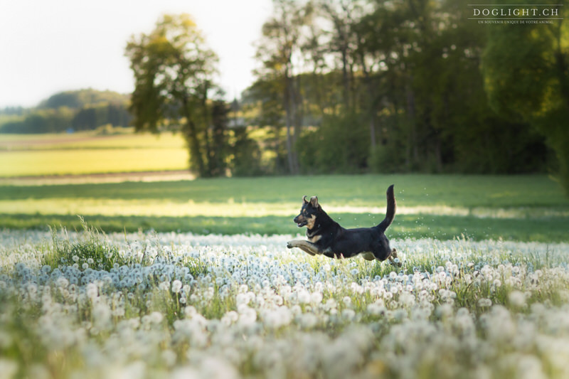 Beauceron qui saute dans les pissenlits près de Lausanne