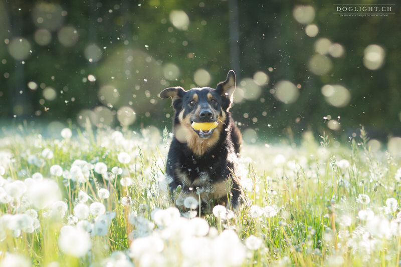 Photographie chien qui court dans les pissenlits