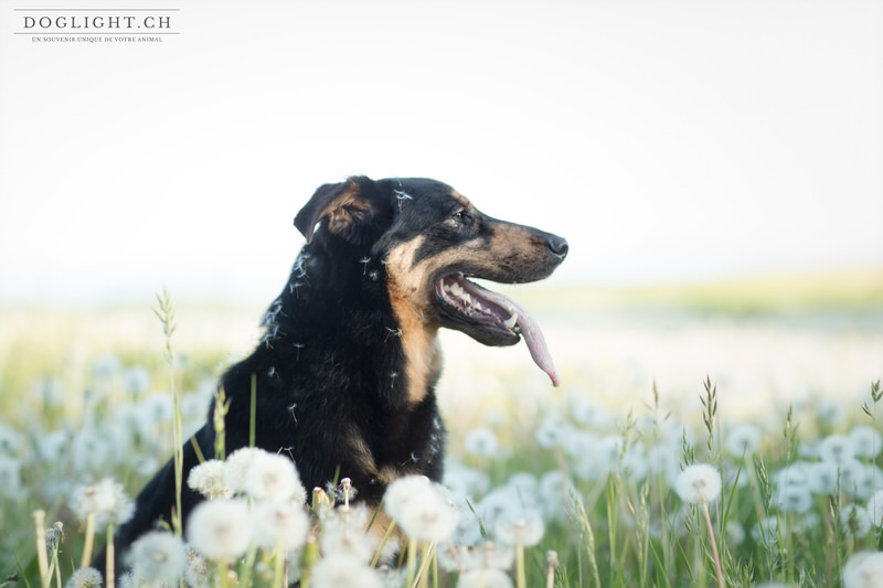 Portrait chien dans les pissenlits