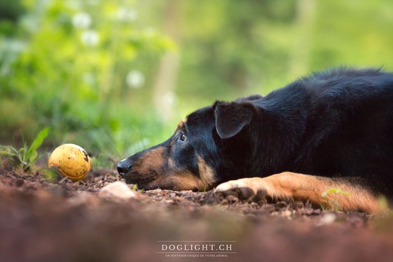 Chien et sa balle photgraphie