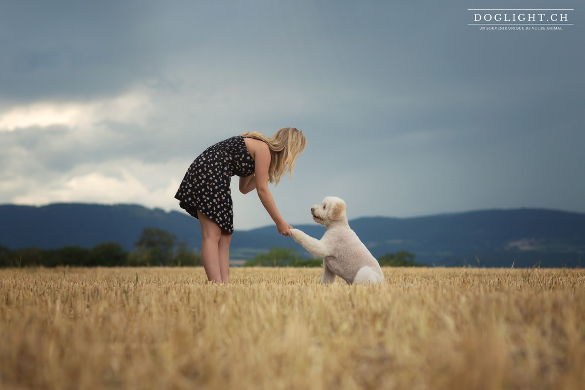 Chien qui donne la patte face au Jura Suisse