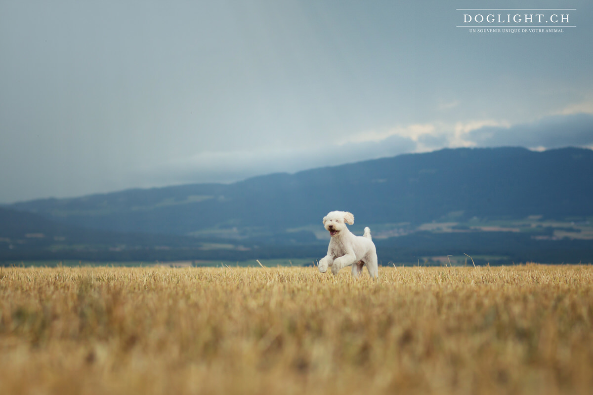 Labradoodle de Nyon Suisse - Shooting Vaud