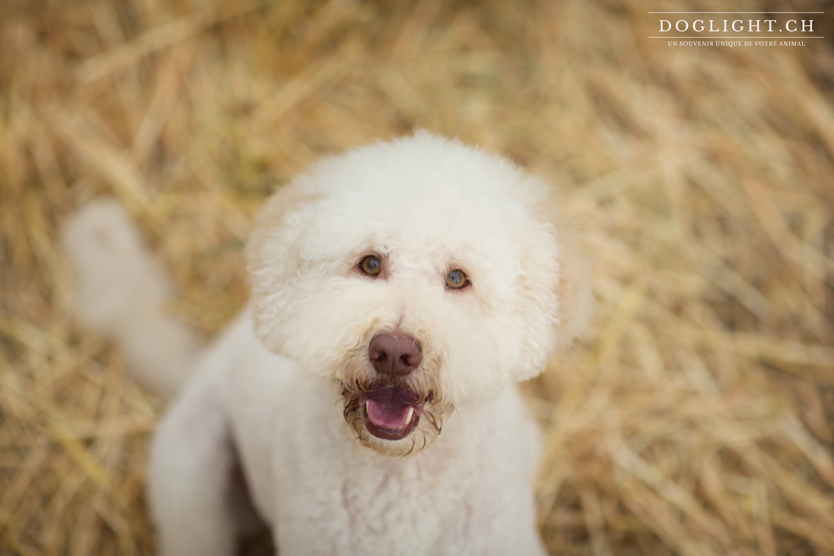 Portrait Labradoodle Nyon dans les blés