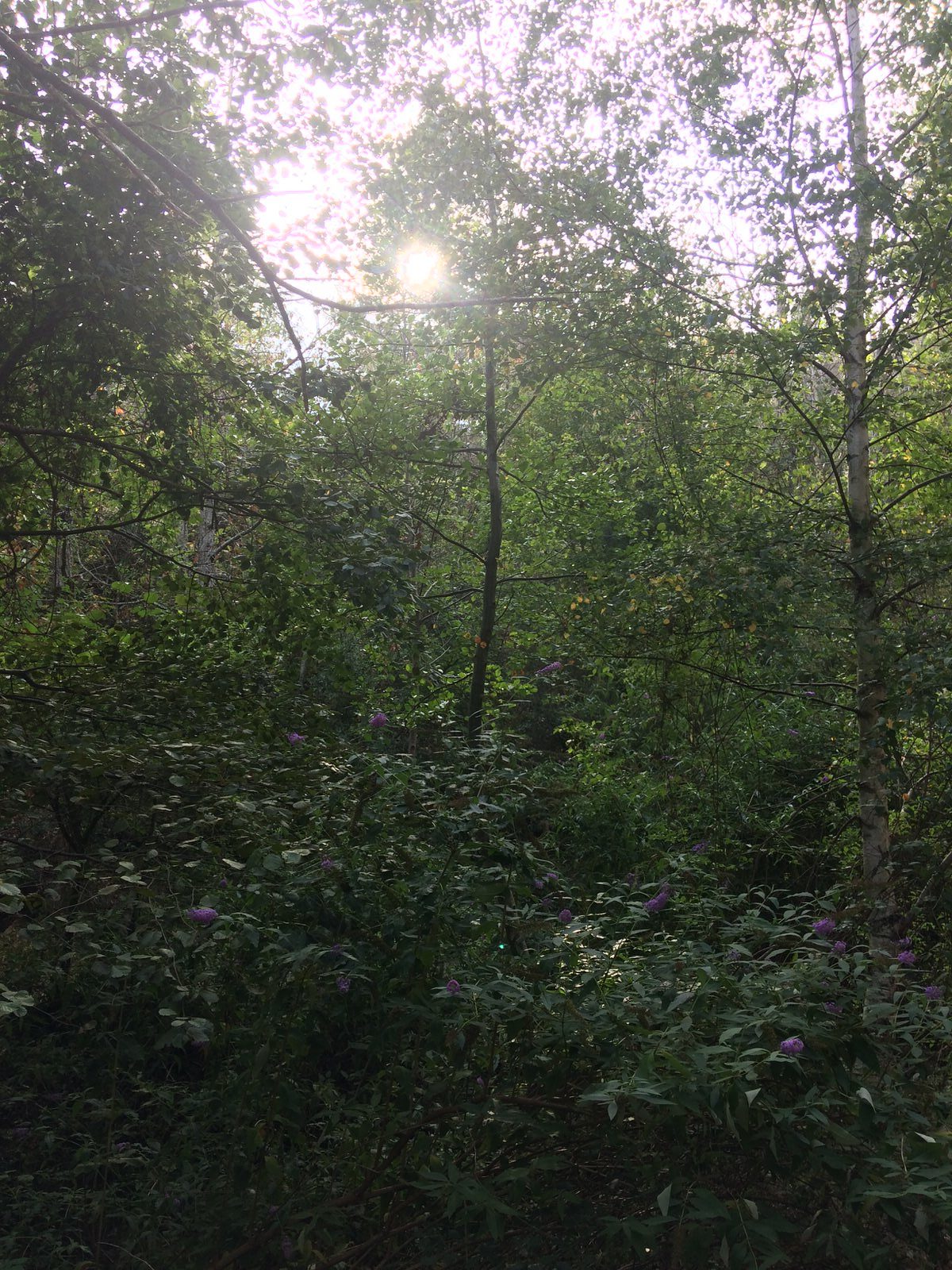 Ressourcement énergétique soins - forêt