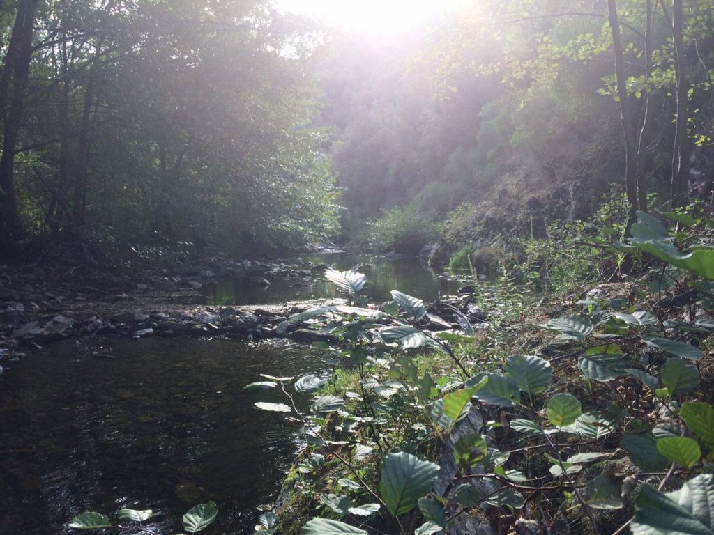 Soin énergétique au coeur du parc national des Cévennes
